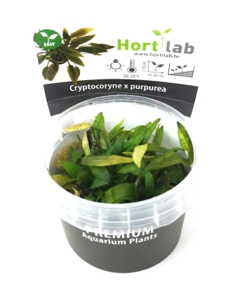 Cryptocoryne  x purpurea - tissue culture