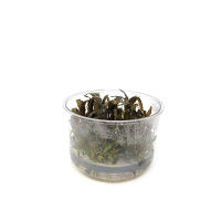 Cryptocoryne wendtii "Brown" - tissue culture