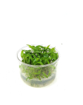 Cryptocoryne wendtii 