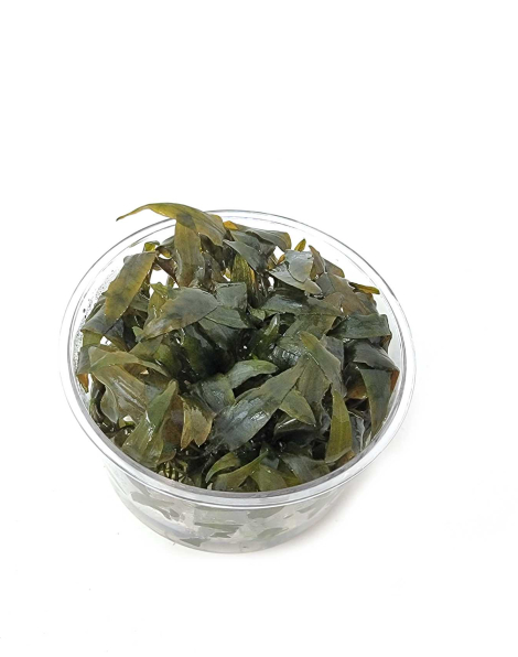 Cryptocoryne wendtii 