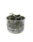 Cryptocoryne wendtii 