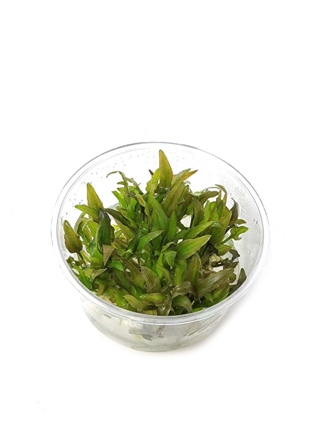 Cryptocoryne willisii - tissue culture