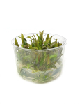 Cryptocoryne willisii - tissue culture