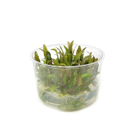 Cryptocoryne willisii - tissue culture