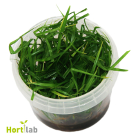Cyperus helferi - tissue culture