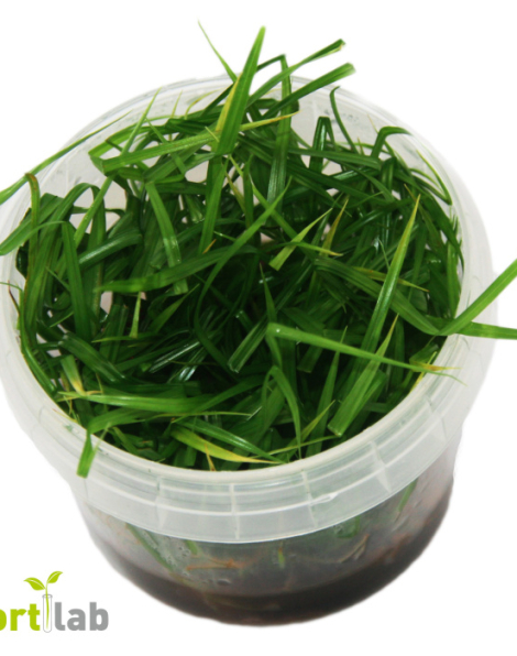 Cyperus helferi - tissue culture