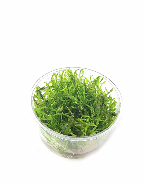 Didiplis diandra - tissue culture