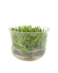 Didiplis diandra - tissue culture