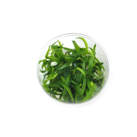 Echinodorus madalengensis - tissue culture