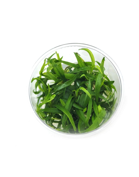 Echinodorus madalengensis - tissue culture