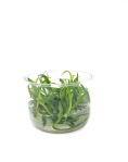 Echinodorus madalengensis - tissue culture