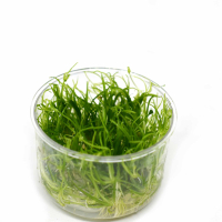 Echinodorus tenellus - tissue culture