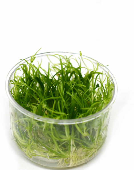 Echinodorus tenellus - tissue culture
