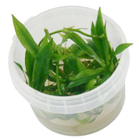 Echinodorus latifolius - tissue culture