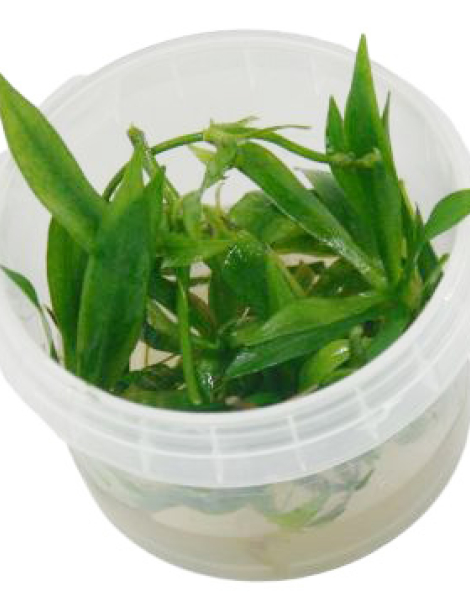 Echinodorus latifolius - tissue culture