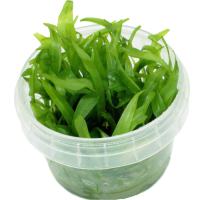 Echinodorus qudricostatus - tissue culture