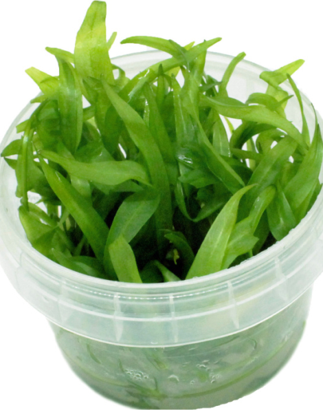 Echinodorus qudricostatus - tissue culture
