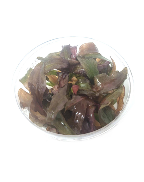 Echinodorus 'Red Diamond' - tissue culture