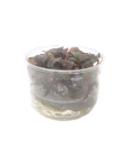 Echinodorus 'Red Diamond' - tissue culture