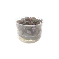 Echinodorus 'Red Diamond' - tissue culture