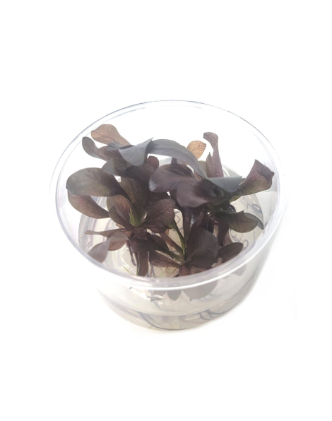 Echinodorus 'Reni' - tissue culture
