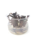Echinodorus 'Reni' - tissue culture