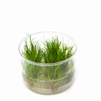Eleocharis acicularis - tissue culture