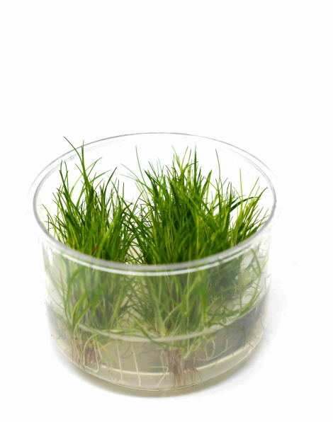 Eleocharis acicularis - tissue culture