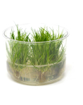 Eleocharis acicularis - tissue culture