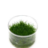 Eleocharis sp. 'Mini' - tissue culture