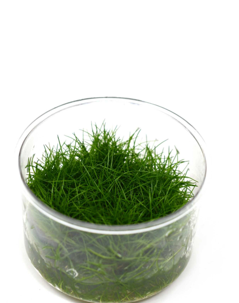 Eleocharis sp. 'Mini' - tissue culture