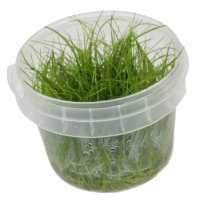Eleocharis parvula - tissue culture