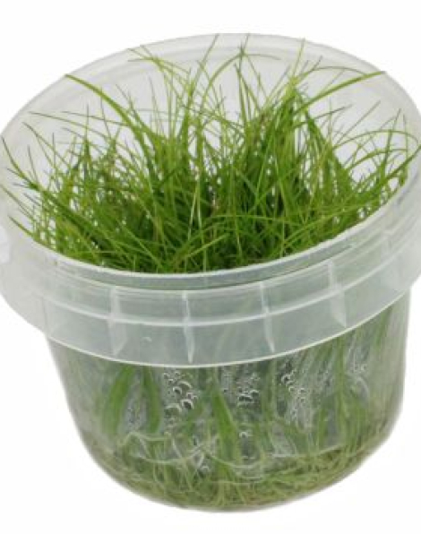 Eleocharis parvula - tissue culture