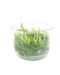 Gratiola viscidula - tissue culture