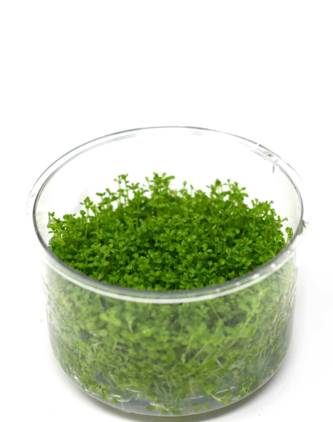 Hemianthus callitrichoides 'Cuba' - tissue culture
