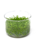 Hemianthus callitrichoides 'Cuba' - tissue culture