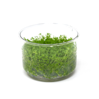 Hemianthus callitrichoides 'Cuba' - tissue culture