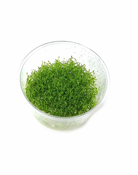 Hedyotis saltzmannii  - tissue culture