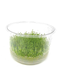 Hedyotis saltzmannii  - tissue culture