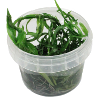 Heteranthera zosterifolia  - tissue culture