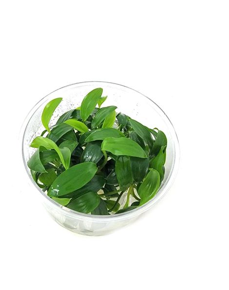 Homolomena sp. Sekadau south  - tissue culture