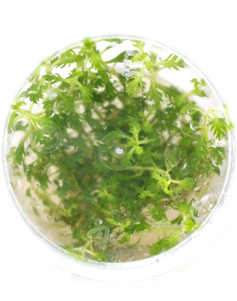 Hottonia inflata - tissue culture