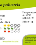 Hottonia palustris - tissue culture