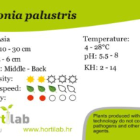 Hottonia palustris - tissue culture