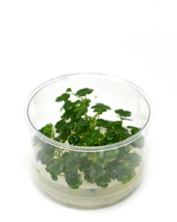 Hydrocotyle sibthorpioides - tissue culture