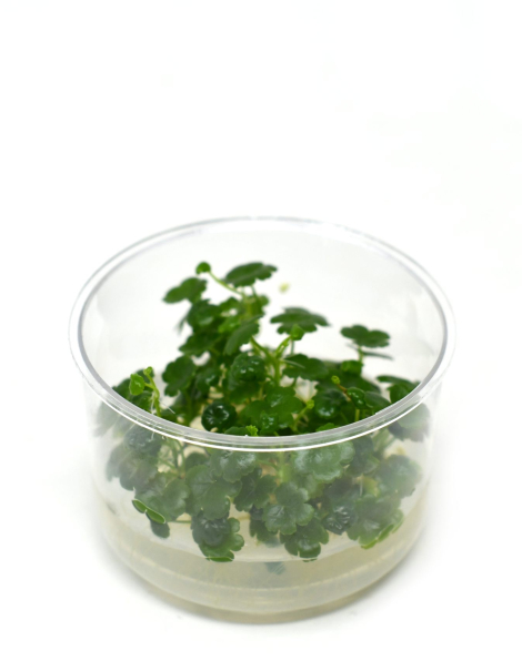 Hydrocotyle sibthorpioides - tissue culture