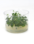 Hydrocotyle sibthorpioides - tissue culture