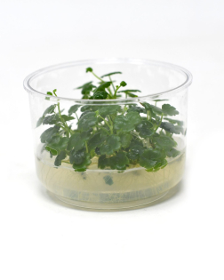Hydrocotyle sibthorpioides - tissue culture