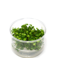 Hydrocotyle tripartita 'Japan'  - tissue culture