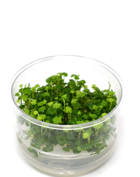 Hydrocotyle tripartita 'Japan'  - tissue culture
